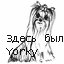 Yorky