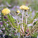 taraxacum acris