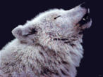 WHITE WOLF