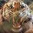 Tigerfly